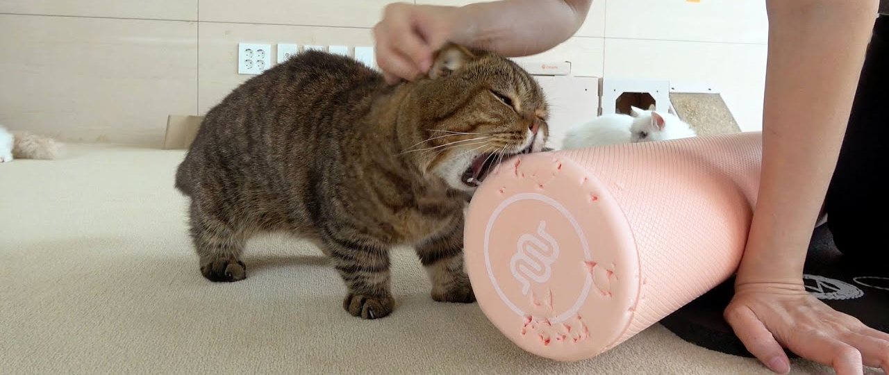 Lulu the cat biting a pink foam roller while a person tries to exercise with it