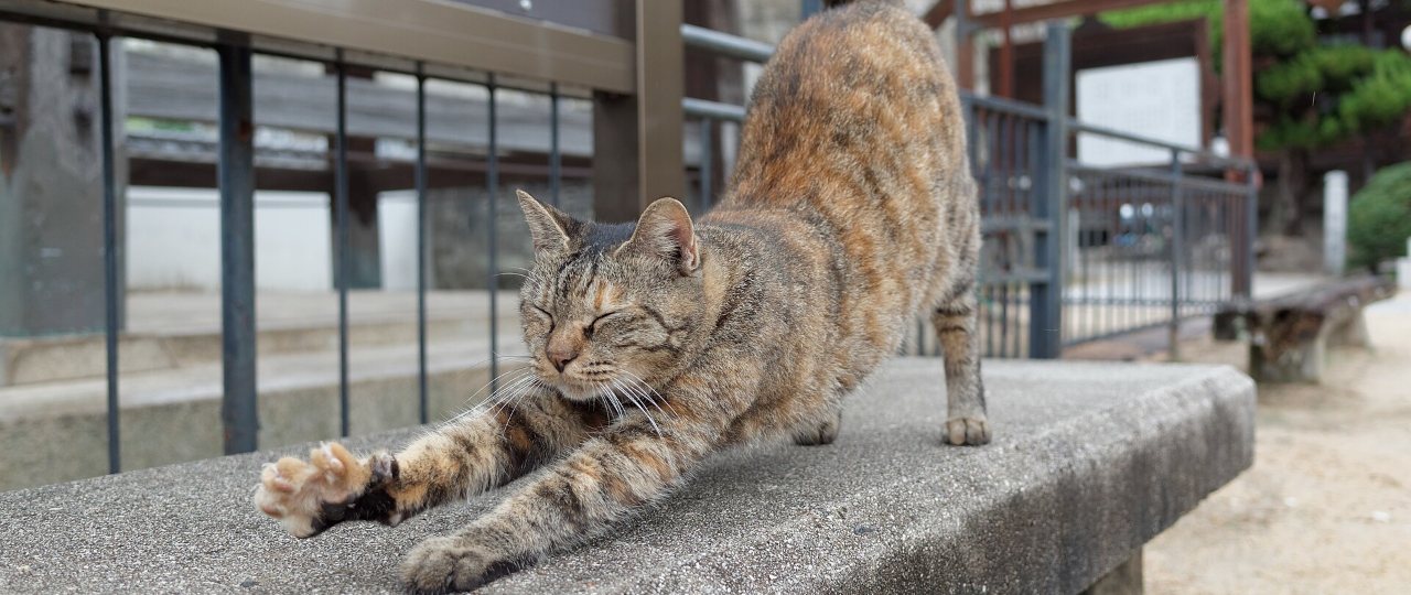 A tabby cat doing a long full-body stretch on a stone wall