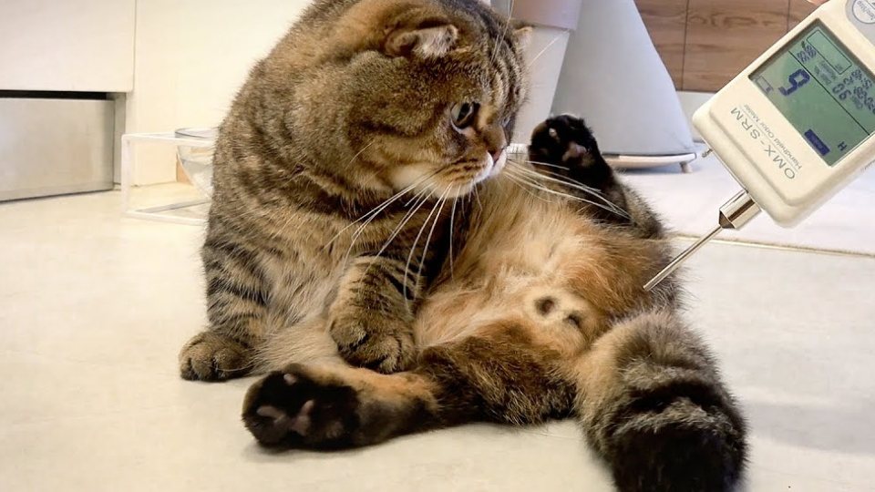 Lulu sprawled on his side on the floor with her belly out