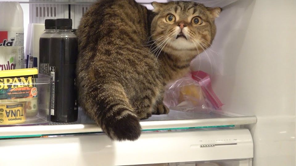 Lulu standing inside an open fridge next to cans of spam and tuna