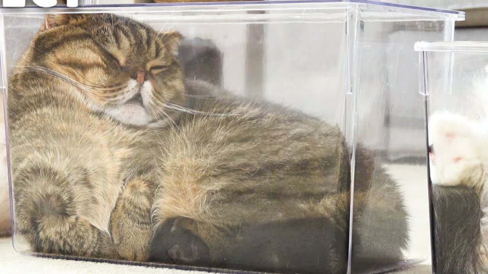 Lulu squeezed into a transparent plastic storage box, filling it completely