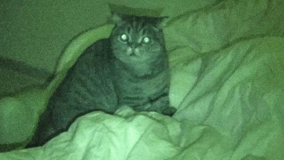 Night-vision shot of Lulu sitting wide awake on a bed at 3 AM