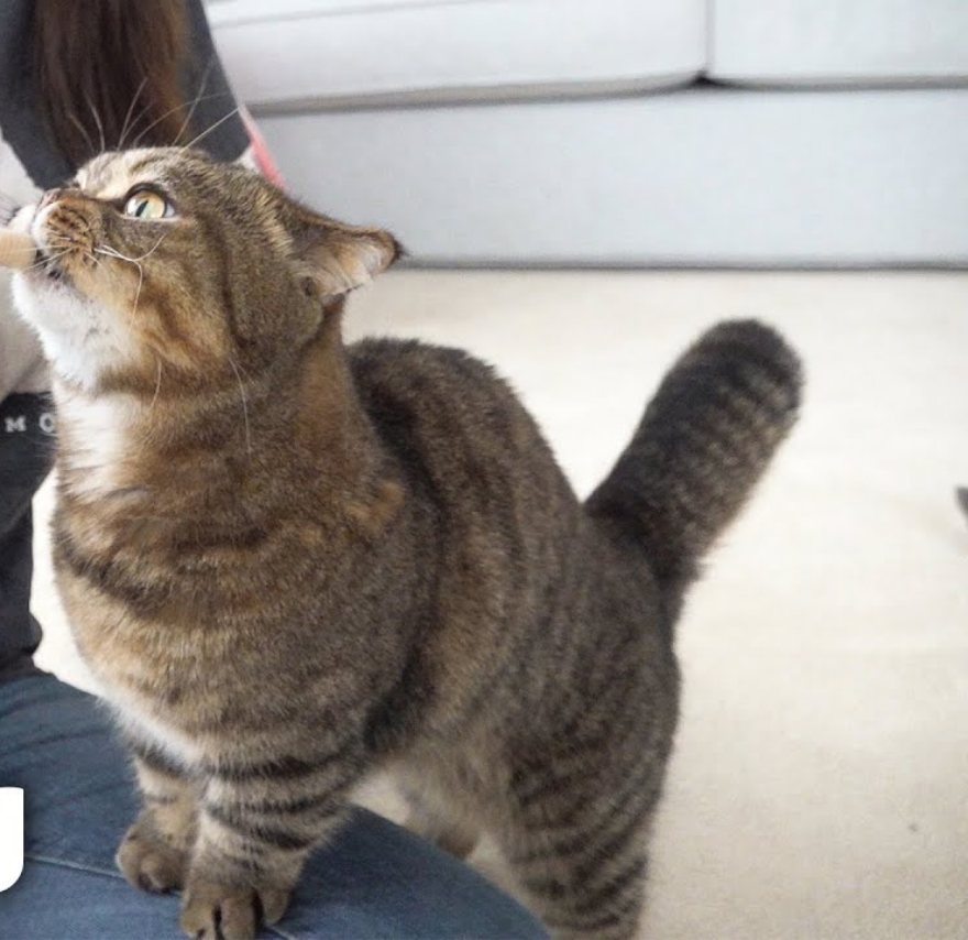 Lulu the tabby Scottish Fold standing on his hind legs, reaching up toward a snack
