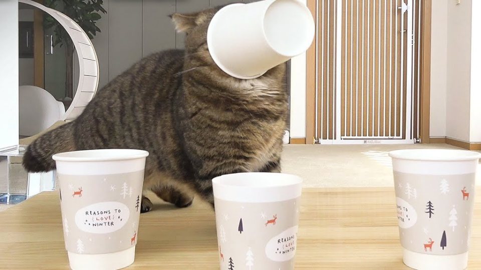 Lulu knocking a paper cup off a table with his head