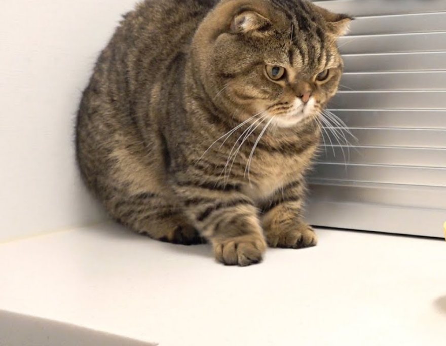 Lulu the tabby Scottish Fold sitting on a table, looking down suspiciously
