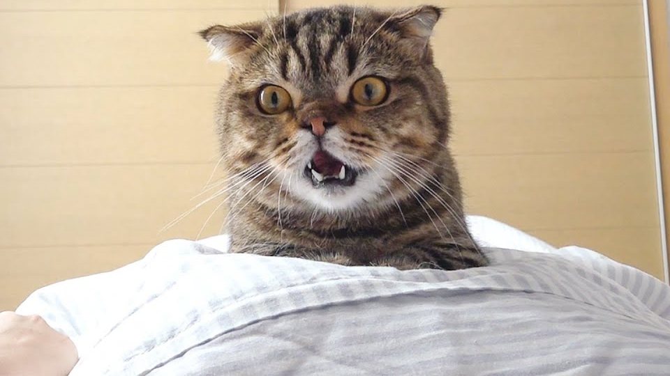 Lulu sitting on a bed at sunrise with his mouth open, mid-meow