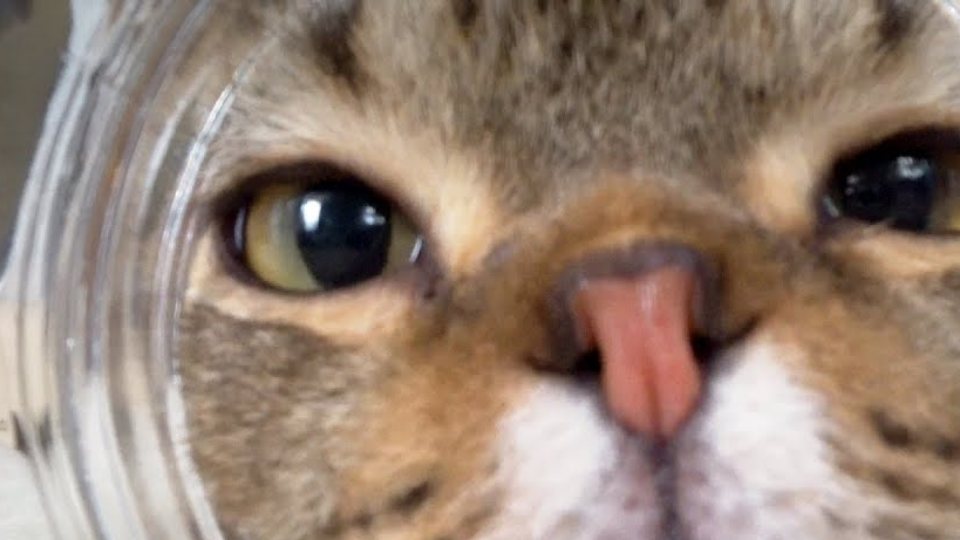 Close-up of Lulu's face pressed against the inside of a transparent tunnel