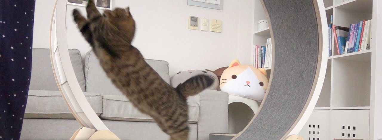 Lulu leaping out of a large cat exercise wheel in a living room