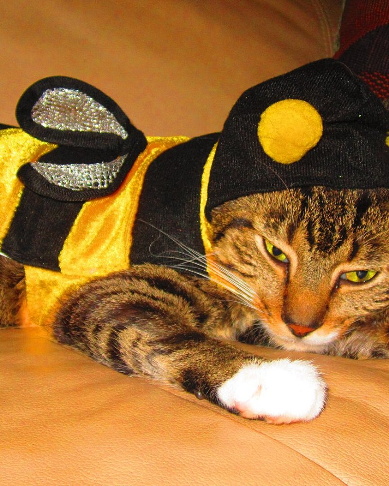 A tabby cat lying on a sofa in a bumblebee costume