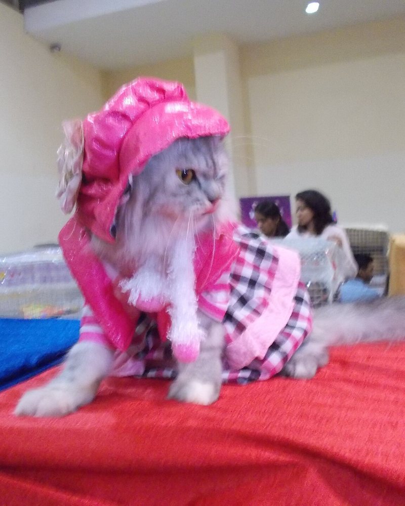 A grey cat in a pink birthday hat and outfit sitting on a red tablecloth