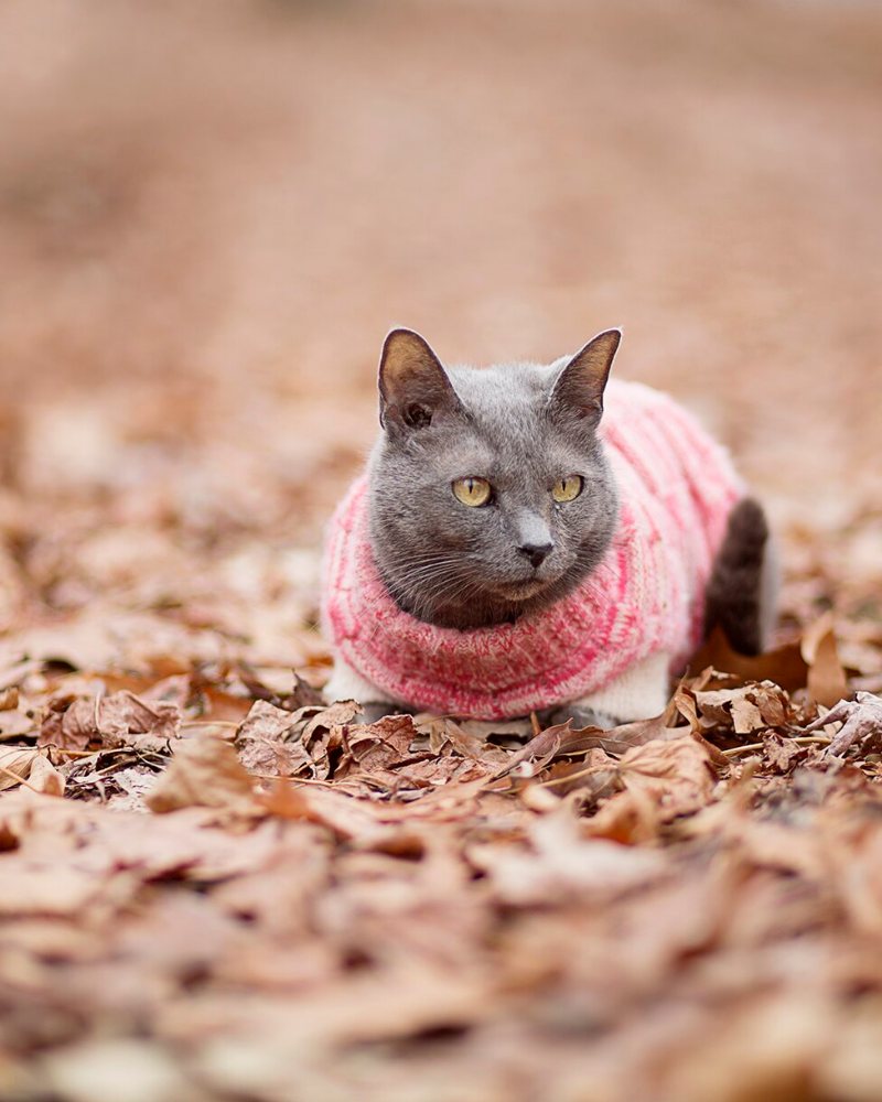 A grey cat in a pink knitted sweater walking through fallen leaves