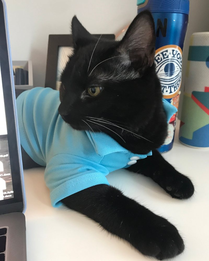 A black cat wearing a light blue polo shirt sitting on a desk