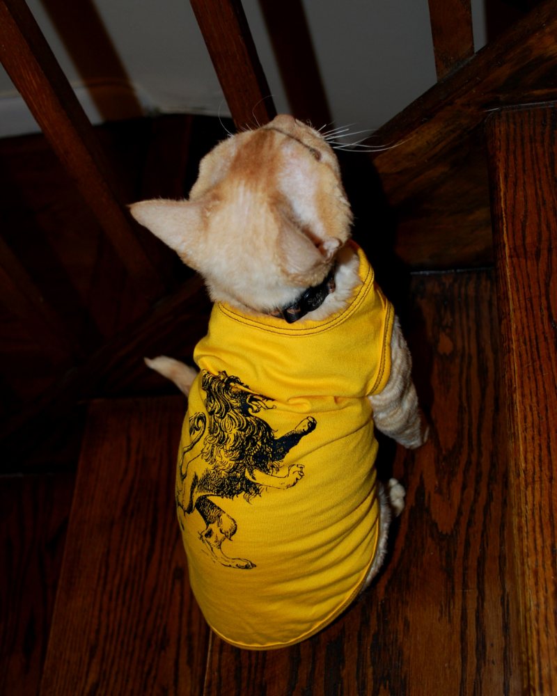 A cat wearing a yellow graphic t-shirt standing on wooden steps
