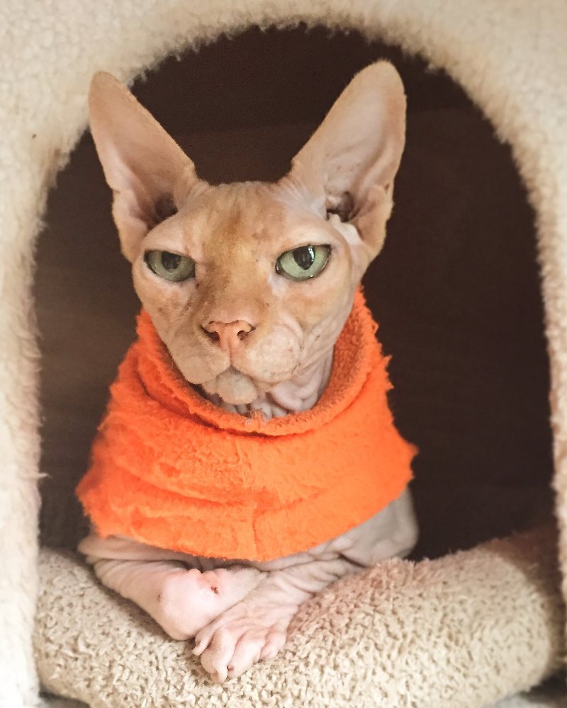 A hairless Sphynx cat in an orange turtleneck sweater